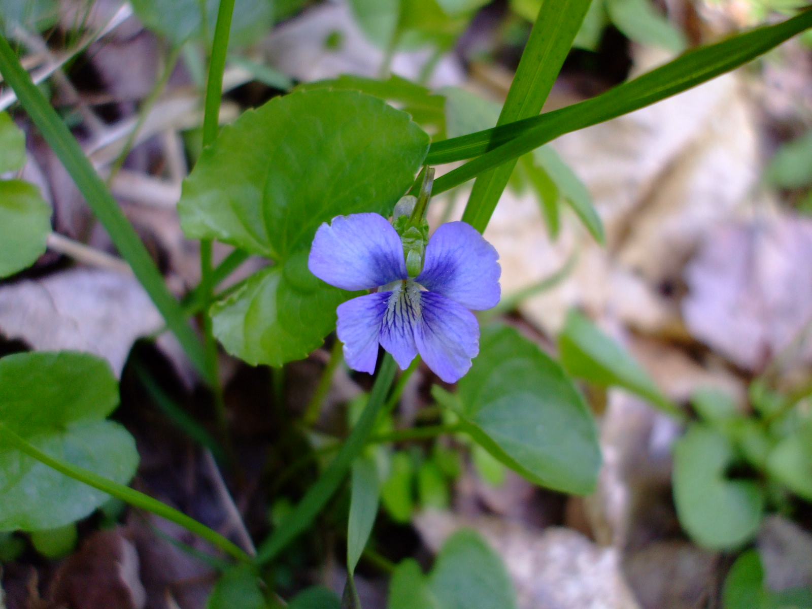 Viola cucullata